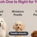 Toy vs Miniature vs Standard Poodle: Which Is Right for You?