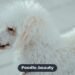 White Poodle Guide: Personality, Health & Care